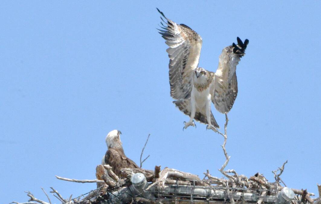 HEY MUM, LOOK AT ME: The Wellington Point Osprey chick takes off. Photo: Trevor Linton