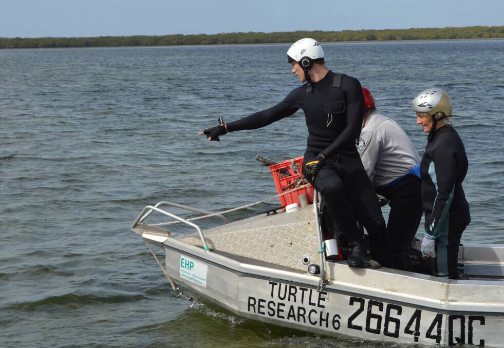 turtle rodeo: Scientists catching turtles off Moreton Island in southern Moreton Bay.