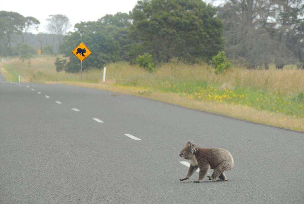 DANGEROUS BUSINESS: A koala crosses a road, right near that koala warning sign.