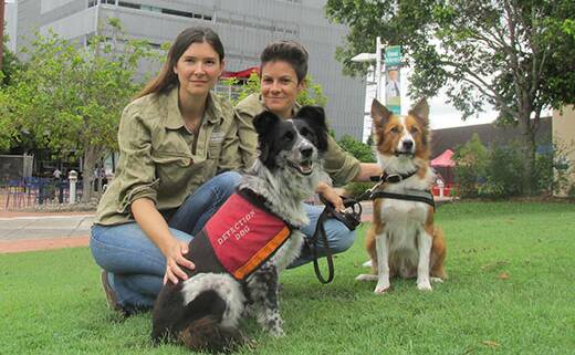 GO GET 'EM: Koala scientists Romane Cristescu and Celine Frere with sniffer dogs Maya and Baxter.
