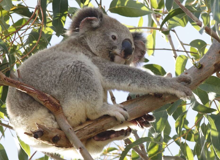 KOALAS: Translocation is currently only permitted for scientific purposes.