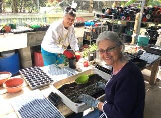 WORKING HARD: Wendy and Caroline both local Alexandra Hills resident are getting ready in the nursery.