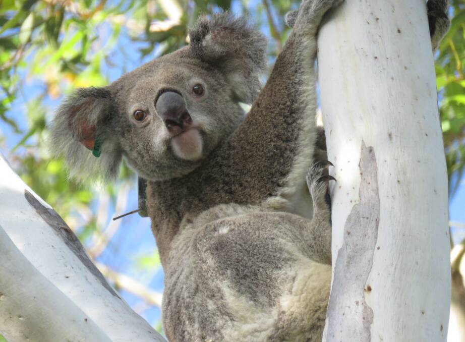 LIGHTNING STRIKE: Scout the four-year-old koala which died from lightning strike.