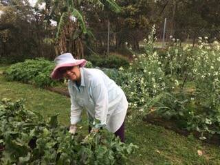 SRING BURST: Glenda from Birkdale is busy working in the raised gardens.