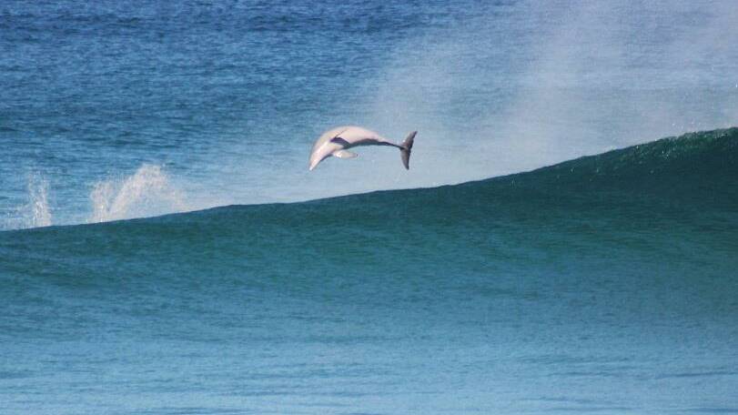 FLIPPIN' SHAME: A dolphin enjoys a bit of surfing off North Stradbroke Island. Visitors are banned this Easter.