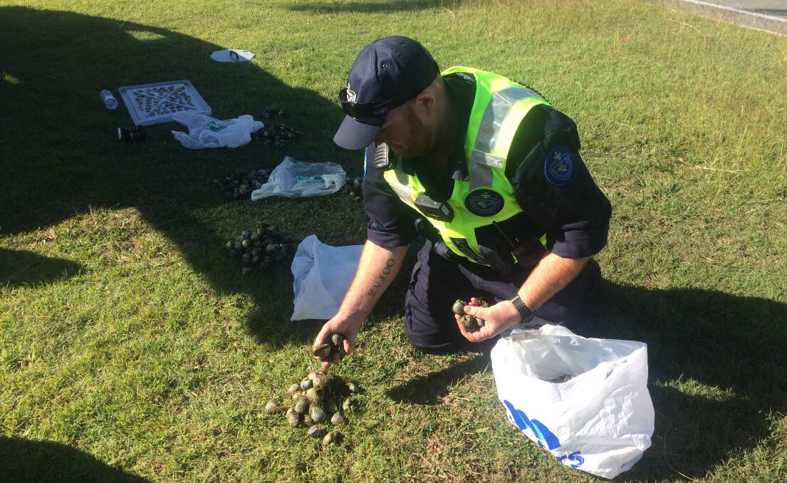 FISHING INSPECTORS: A state government officer wearing a body camera inspects a shellfish catch from Moreton Bay.