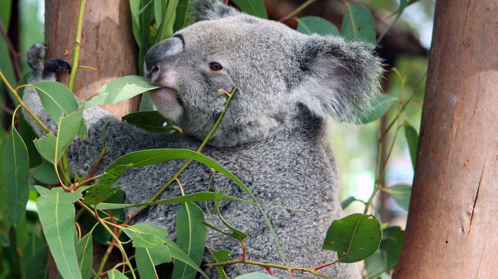 KOALAS: Long talked about impacts on koalas have been studied by UQ scientists. Photo: Pixabay