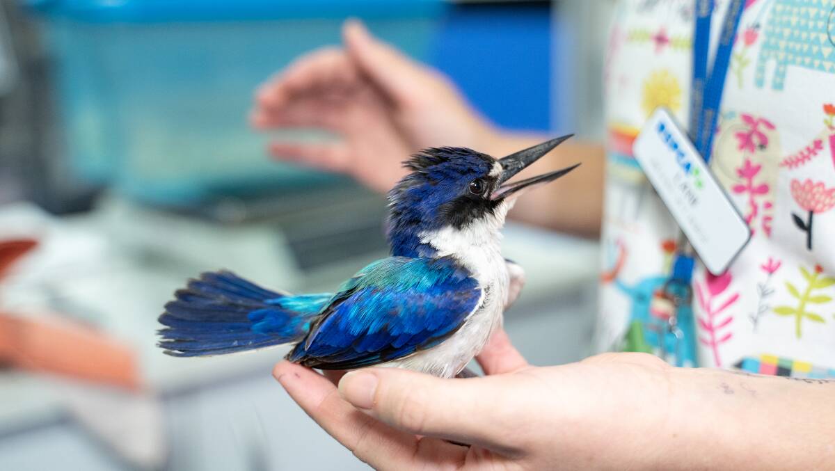 HELP ME: Once separated from their parents, it can be a hard life for birds as people cannot teach them all the things they need to know to survive in the bush. This forest kingfisher came from Yamanto, near Ipswich.
