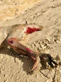 SLAUGHTER: A roo killed at Main Beach, North Stradbroke, by domestic dogs. Fraser Island rangers have advised on how best to tackle the issue.
