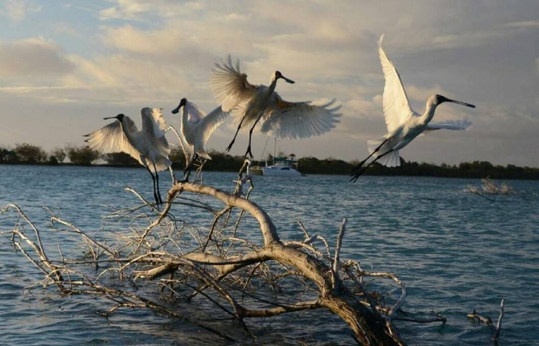 ON THE WING: Spoonbills near University of Queensland’s Moreton Bay Research Station. Photo: Lucy Trippett.