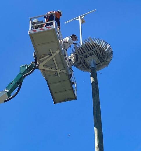 NICE VIEW: Energex staff work on the relocated nest.