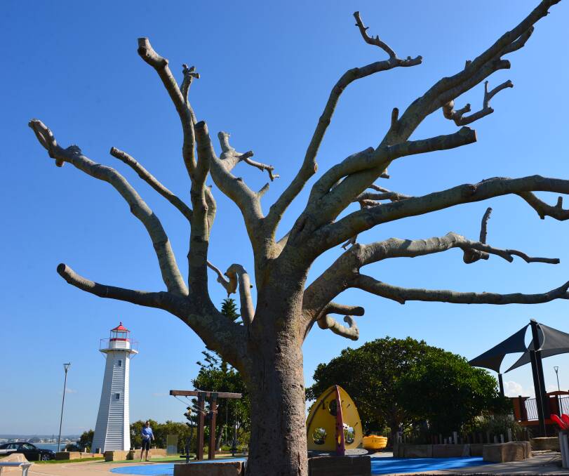 TREE TO GO: The Cleveland Point fig tree which will be cut down. It has been a major feature at the point for decades and the site for myriad picnics.