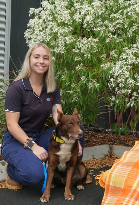 ADOPTION: Animal shelter officer Cassandra Allen with Red, an Australian Kelpie whIch is up for adoption.