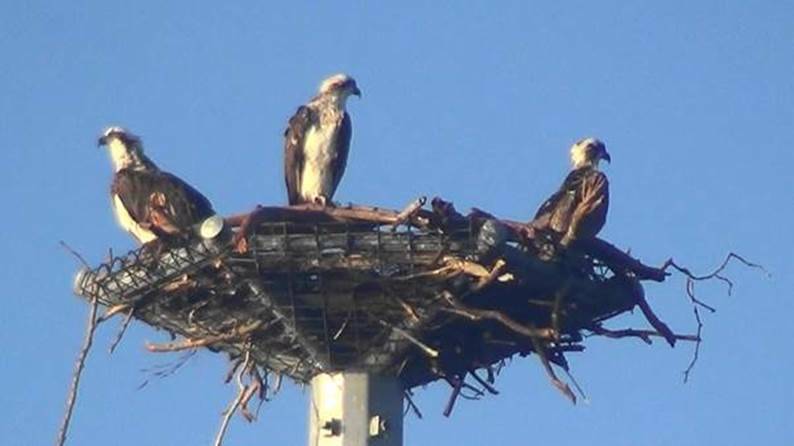 BACK IN TOWN: Ospreys on the upgraded pole at Wellington Point. 