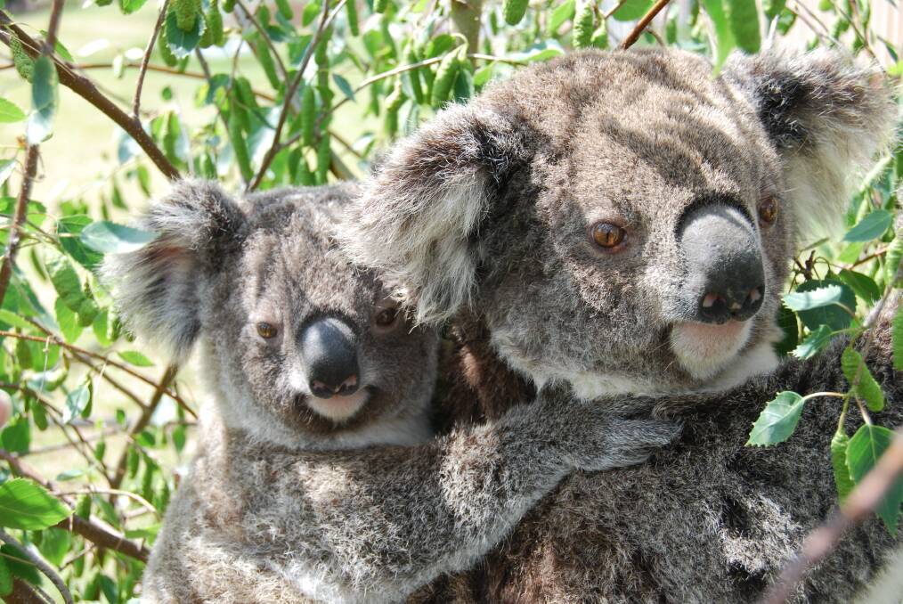 MOVING: The young koalas were usually about 18 months old and small, so were sometimes mistaken for lost joeys.