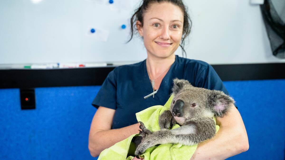 KOALA IN TROUBLE: This koala is safe in the arms of RSPCA wildlife hospital nurse Jade Lecole. The koala has been called Wally, 'cause it was rescued by a family member of rugby league legend King Wally Lewis. The koala came from Braemore in the Somerset region.