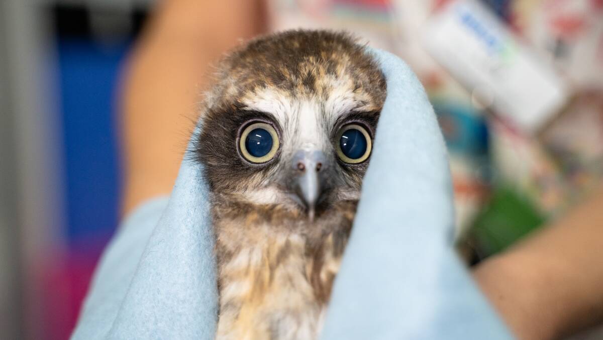 THIS IS SO SCARY: A fledgling boobook owl being cared for by RSPCA wildlife hospital staff. It came from Cleveland, Redlands.