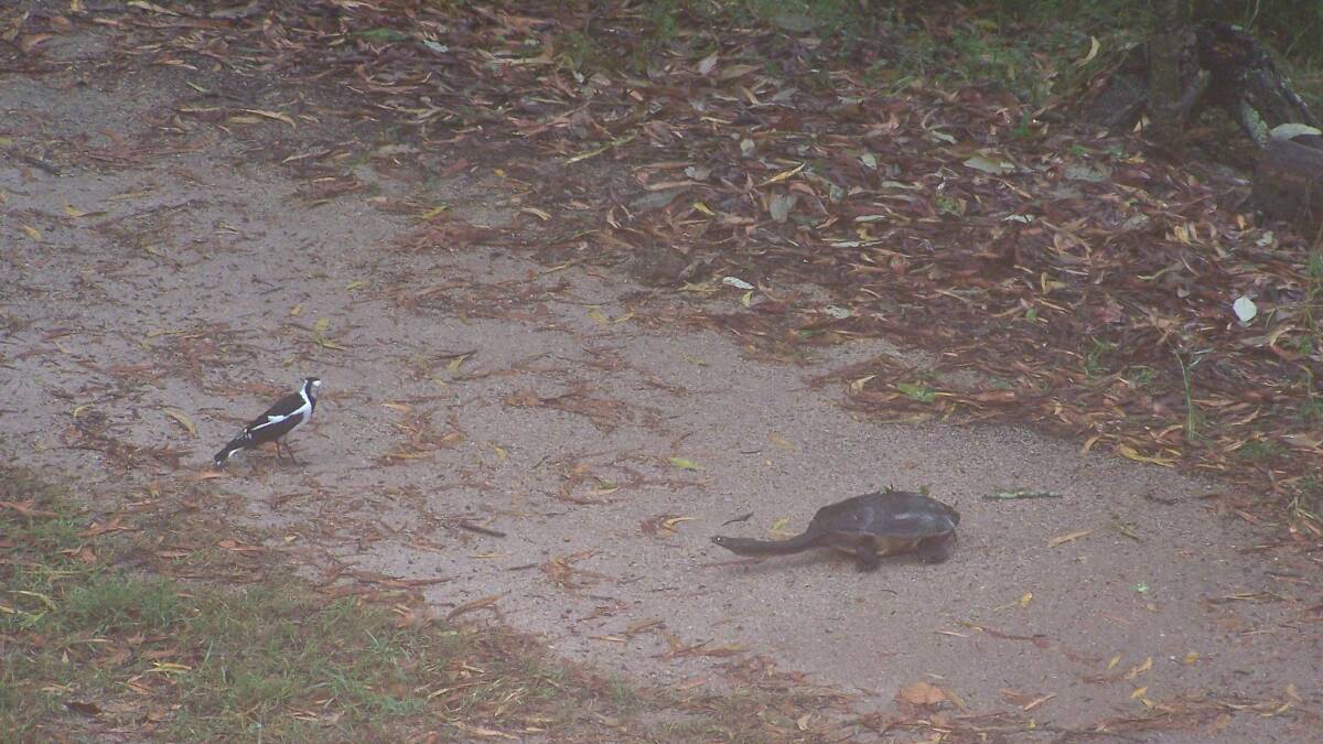 ON THE MOVE: A peewee and a turtle have a little chat.