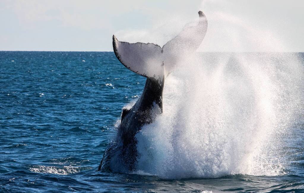 TAILS UP: A humpback whale makes a splash.