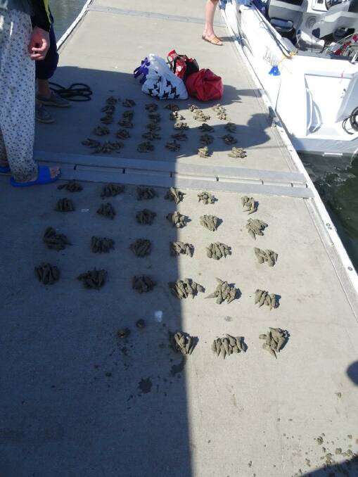 CATCH: Boating and fisheries officers spread out the catch of molluscs on the wharf.