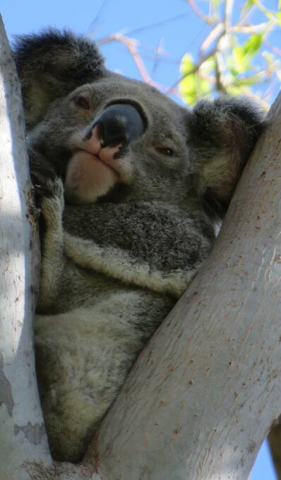 KOALA WARS: The LKNP says the state government has backed off spending on koalas.