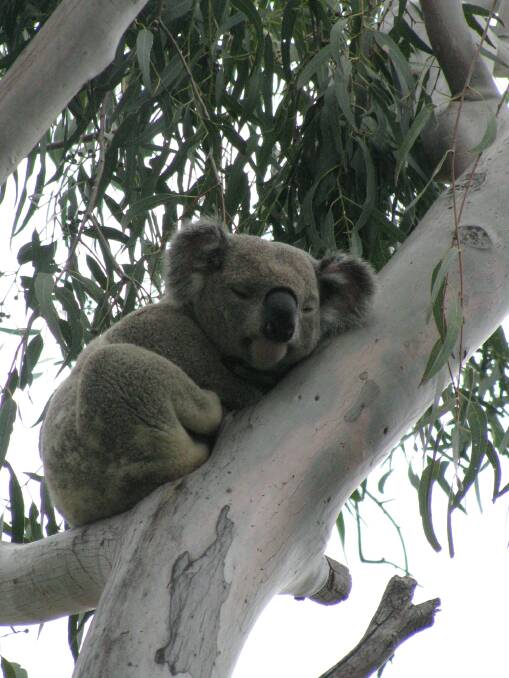NO TREES NO ME: Measures to save koalas like this animal at Cleveland are backed by conservationists but they say if trees are not preserved in critical areas it will be a waste of time and money.