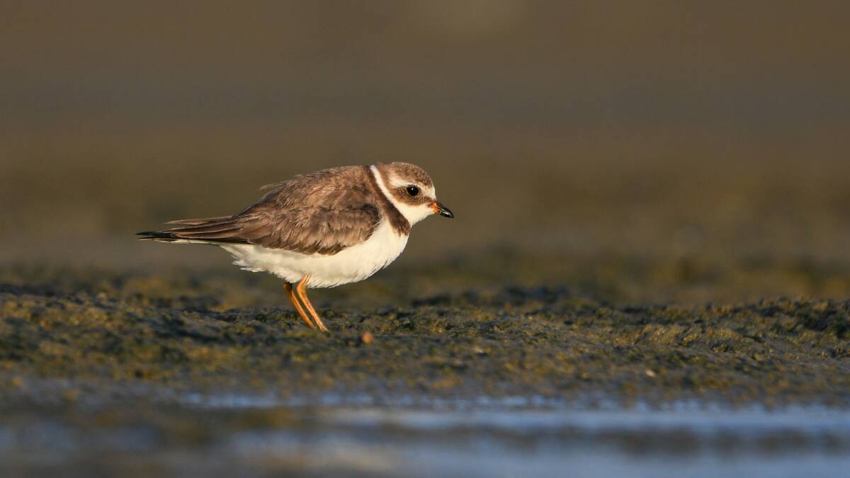 LONG HAUL SPECIALIST: The semipalmated plover. There were only seven sitings of this species in Australia before it arrived. Photo: Michael Daley