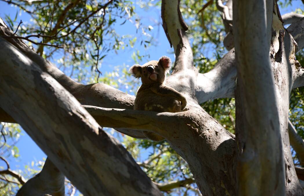 DRAFT PLAN: Will governments protect the diminishing number of koalas in the Redlands through the draft South East Queensland Regional Plan?