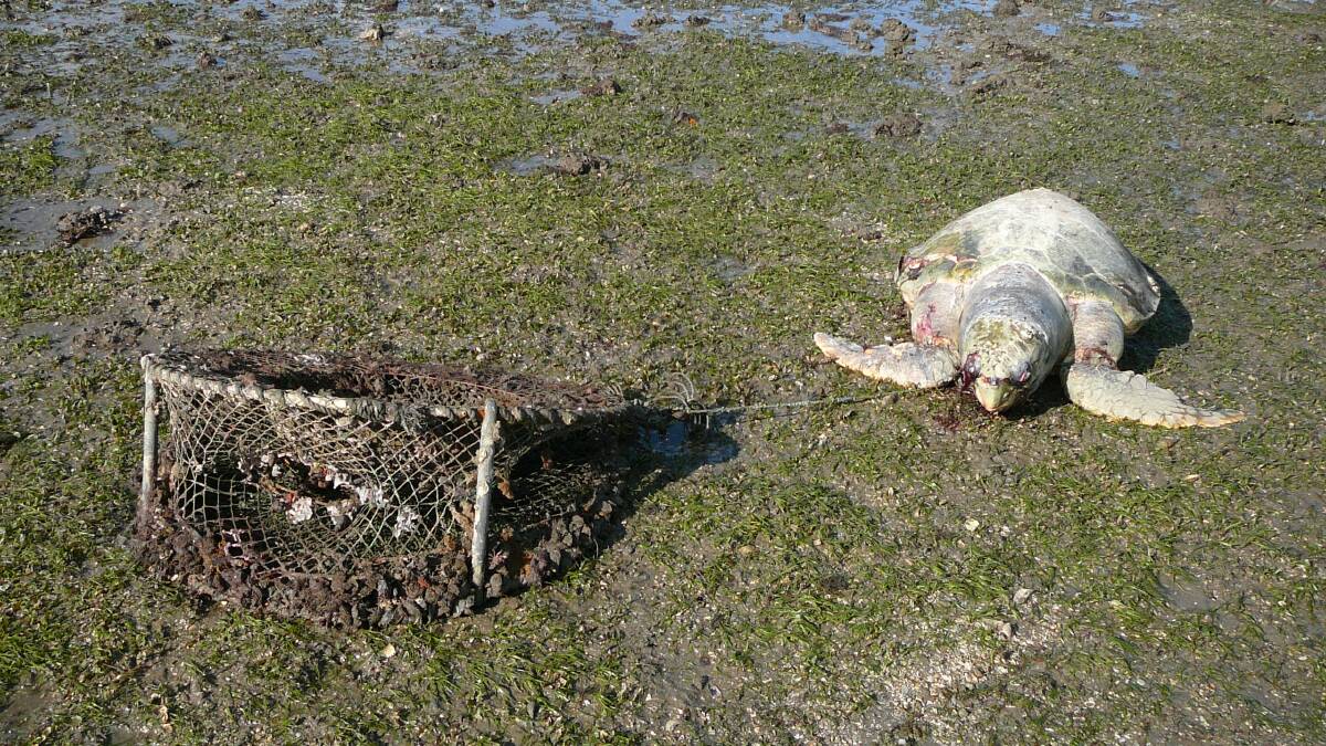 DEADLY AFFAIR: Marine wildlife pays a big price for humans littering. Here a turtle dies on a Redlands shore after becoming entangled in an abandoned crab pot.