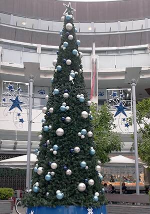 SPECIAL TREE: Work is under way getting Redlands Christmas tree prepared for December 2.