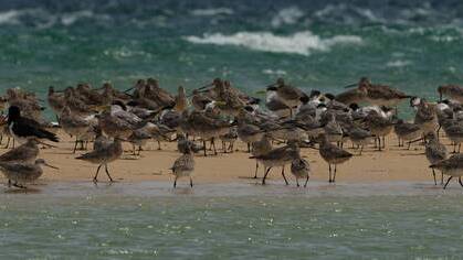 Birds on the foreshore need to be able to roost and feed without being disturbed.