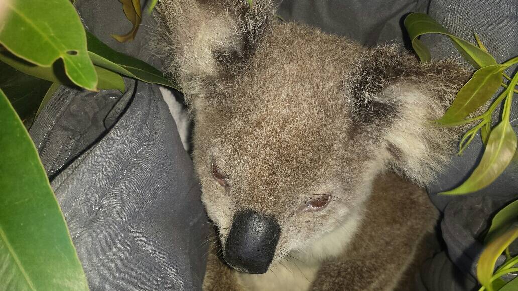 CUDDLE ME UP: A young koala in care on North Stradbroke Island.