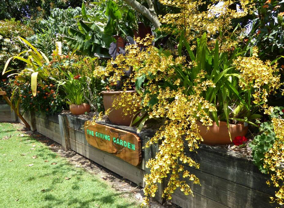 GARDEN ON SHOW: Ian and Judy Wintle's garden  which has turned into a sub-tropical paradise.