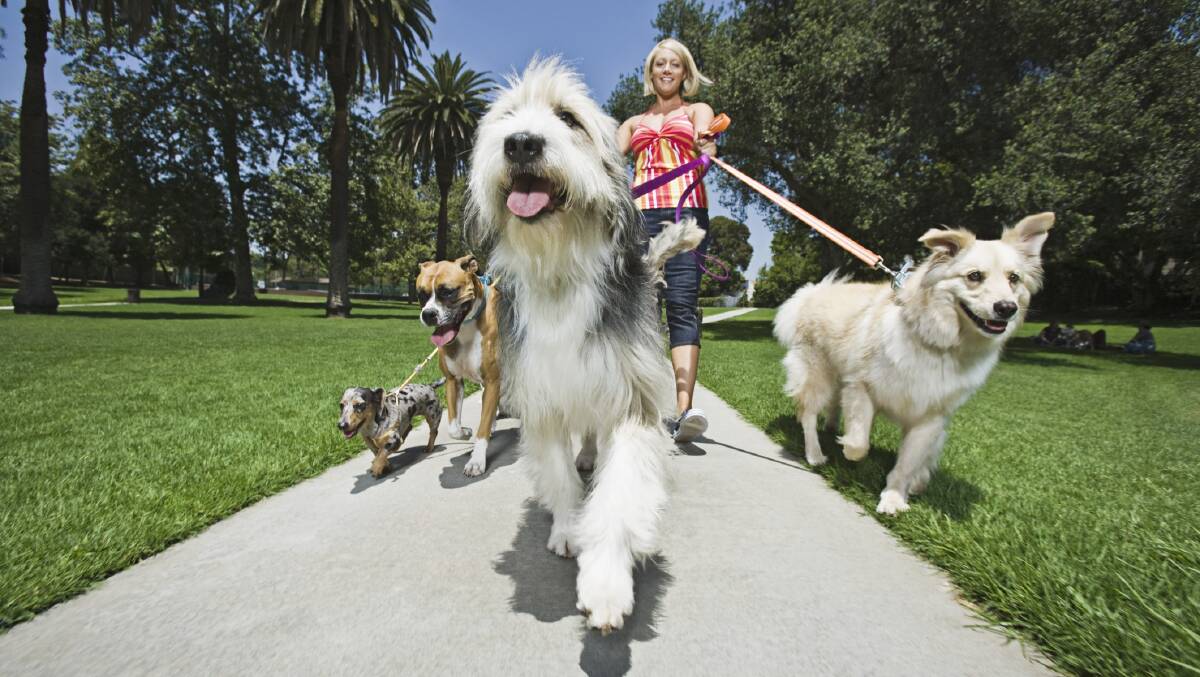 DOG OF A PROBLEM: Council wants people to keep dogs on a leash when walking. Dogs top animal issue problems for Redland City Council.