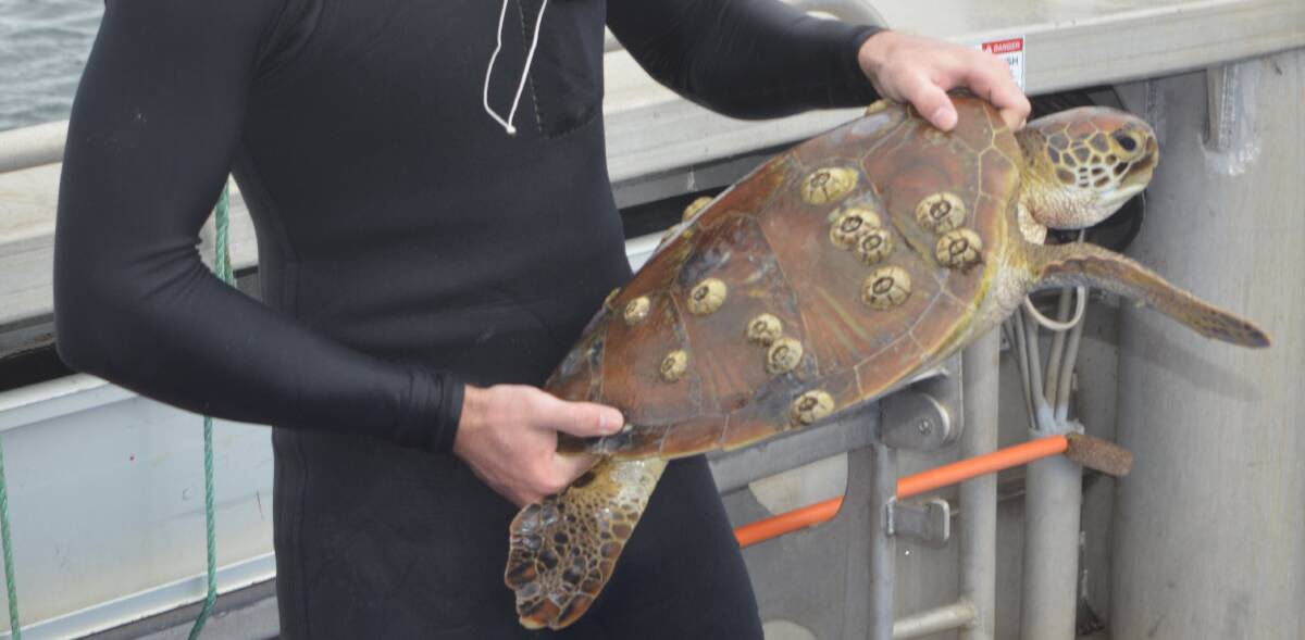 turtle capture: A barnacle encrusted and half-grown turtle.