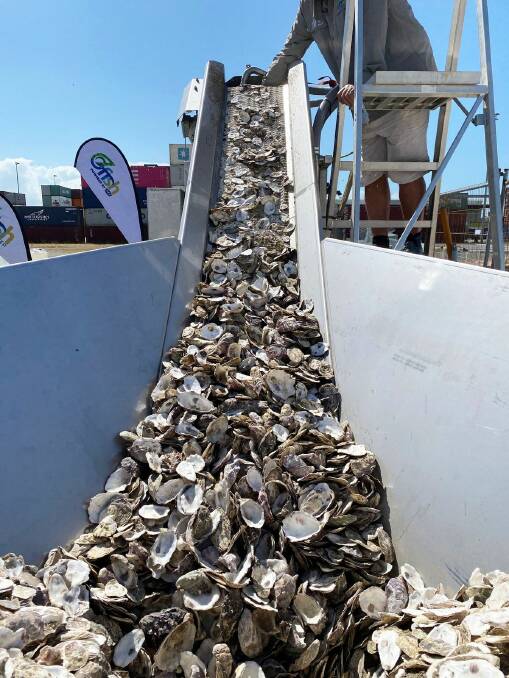 Fishing group works to restore oyster beds