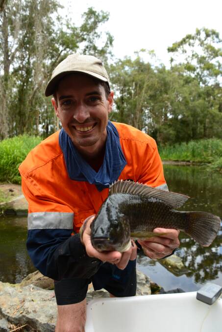 DEADLY SPECIES: Environmental consultants Catchment Solutions fisheries biologist Trent Power with a tilapia caught in Hilliards Creek at Ormiston.