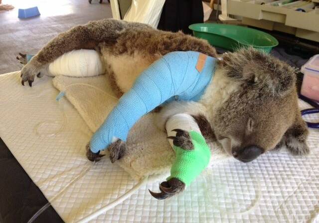 A North Stradbroke Island koala that was attacked by a dog last year.