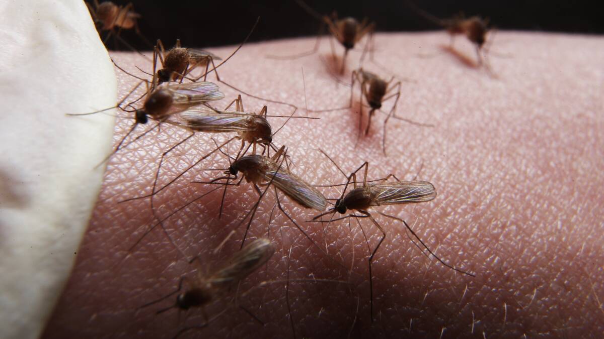 Mosquitoes:  Council has ramped up a spraying program for these pesky little blighters.