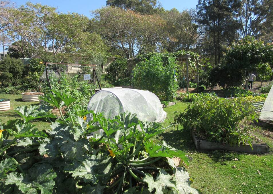 LUSH CONDITIONS: People could spend as much time in a community garden as they can afford.