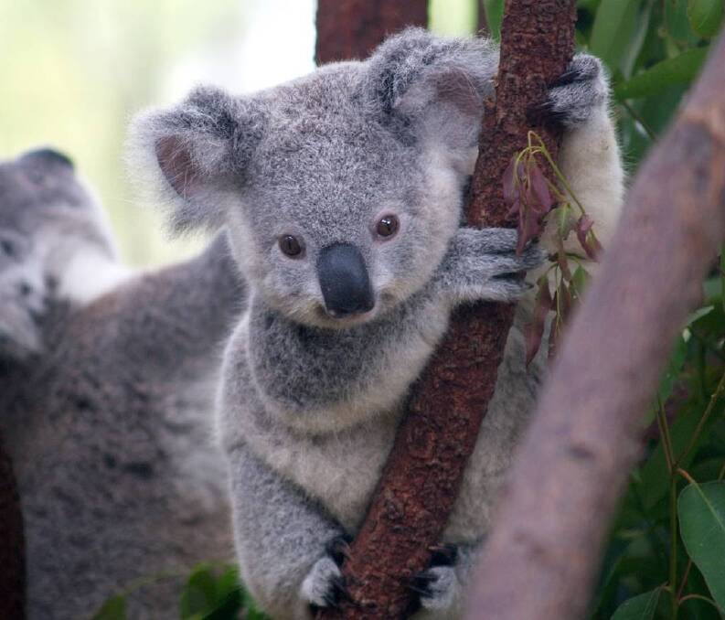 KOALAS: The koala is not on the federal government's priority species list. Save it and you will save other species, say scientists.