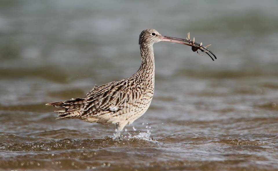 DINNER AT LAST: An eastern curlew feeding on a foreshore. Photo: Federal Environment Department.