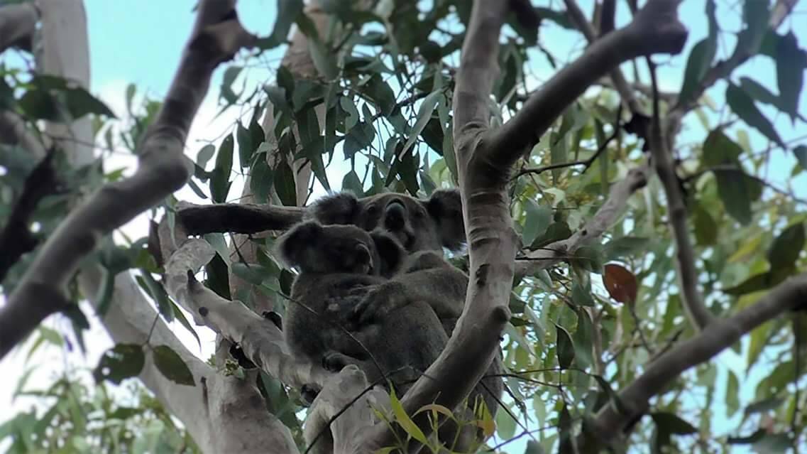 AT RISK: A koala with joey in the reserve. Photo: Sarah Fyffe.