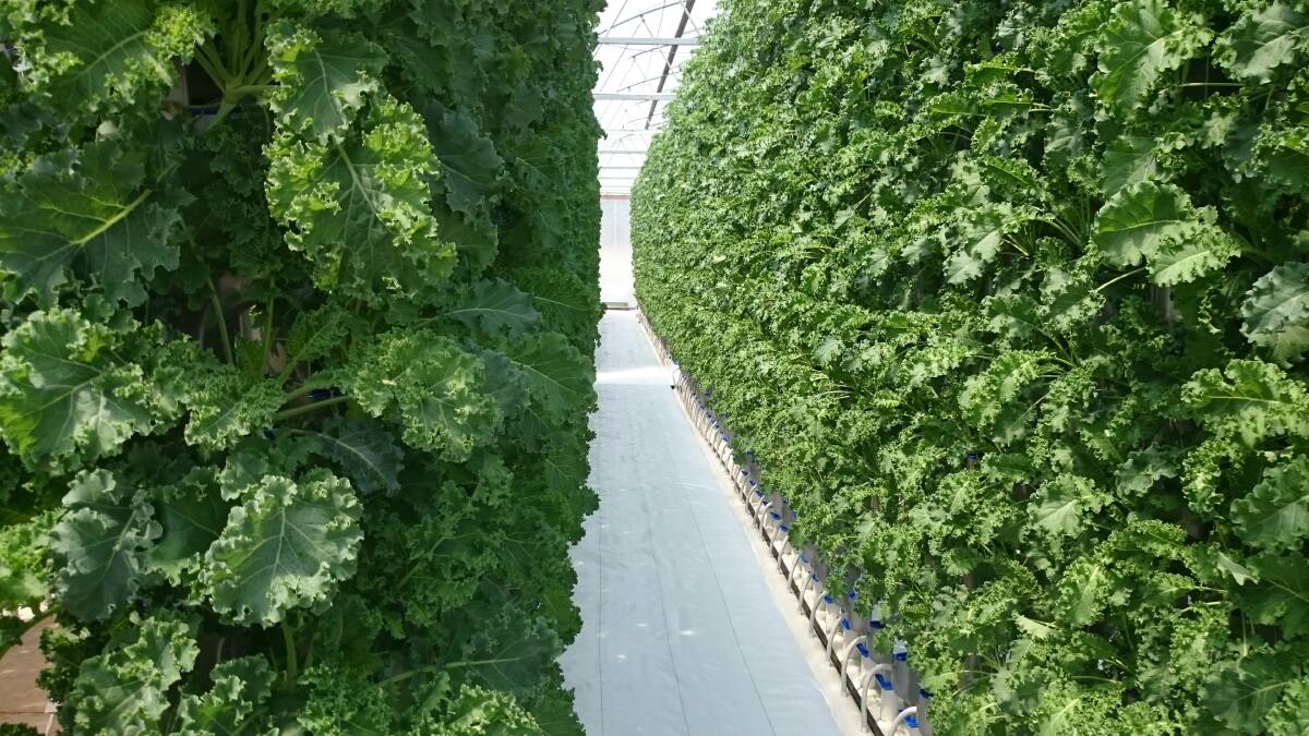 STRAIGHT UP: Vertical vegetable growing is being tested at the Redlands research facility.