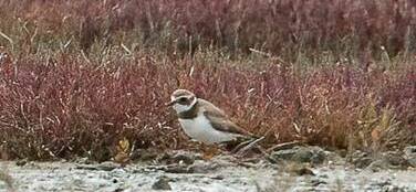PLOVER: The little travelling bird that is causing quite a fuss. Photo: Kathy Clark