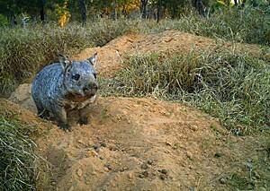 ENDANGERED SPECIE: The northern hairy-nosed wombat at its home at Epping Forest National Park in central Queensland. Photo: Queensland government.