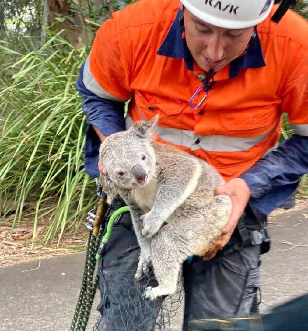 RESCUE: Geraldine the koala is being treated for conjunctivitis and cystitis at Australia Zoo.