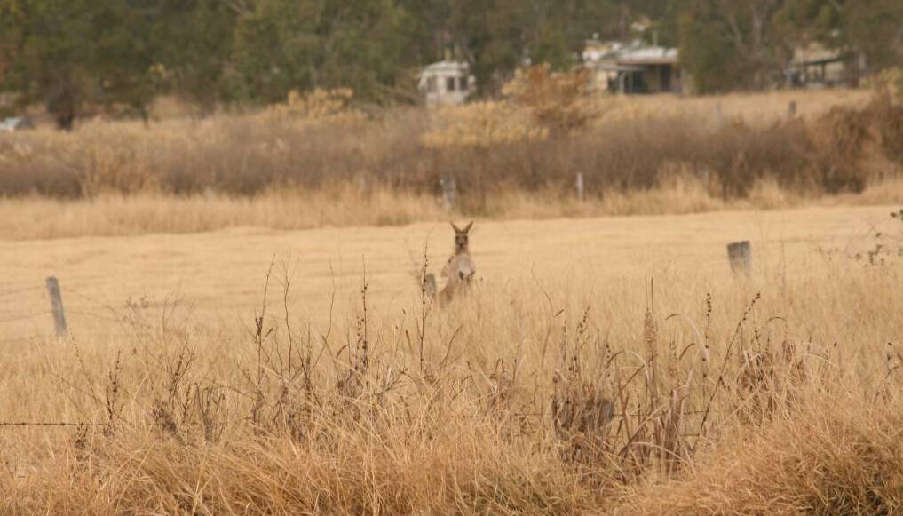 WHAT'S THAT SKIP: A kangaroo among brown grass in a dry paddock. Photo: Stacey Whitlock. 