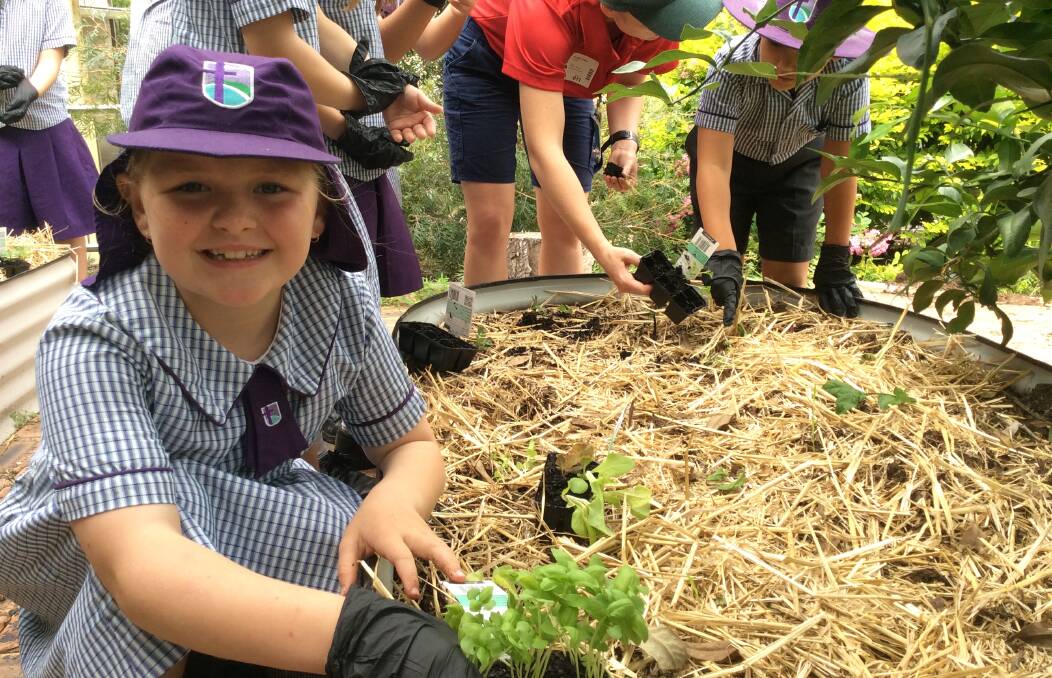 FRESH: Students are loving being able to grow vegetables in the garden. The Bunnings Warehouse team provided materials. 