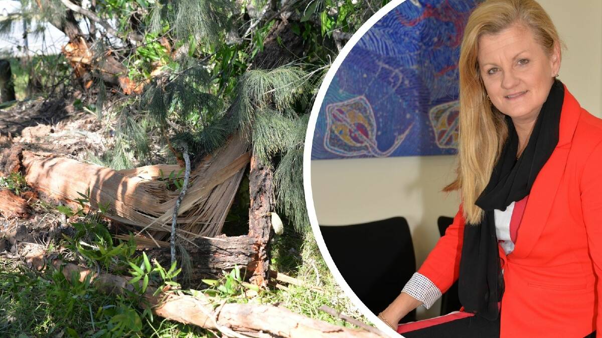 A tree was snapped during Mayor Karen Williams' budget day crash. Photos by Jordan Crick/supplied